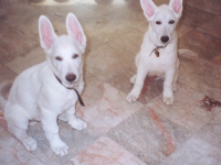 Baby and Buddy